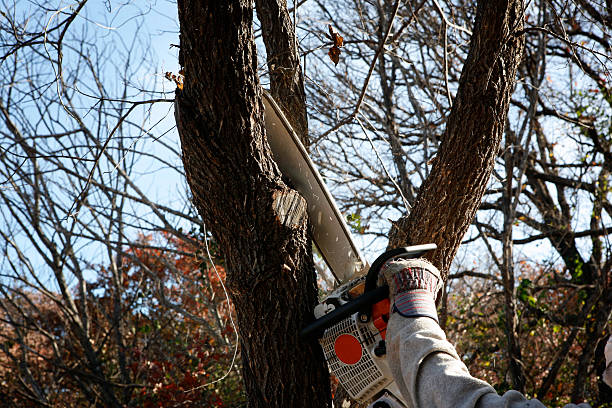 How Our Tree Care Process Works  in  Hurlock, MD